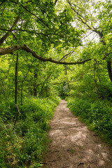 path in the forest