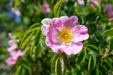 pink flowers in the garden