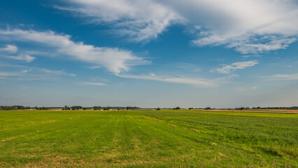 Summer landscape a panorama with a field and the blue sky.