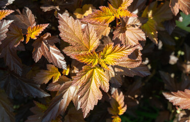 Beautiful foliage Physocarpus opulifolius. selective focus