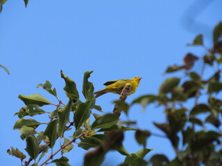 Fototapeta premium yellow bird