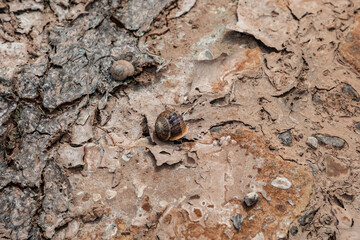 snails on dry and cracked soil crust