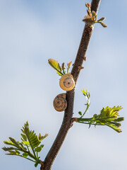 snails on a bush branch