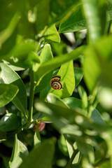 snails on a bush branch