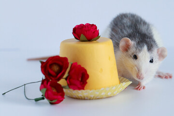 Black and white rat close-up eating yellow sweet cake. macro photography. Nice face with a pink nose and long mustache.