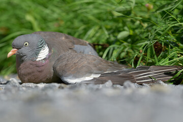 Flightless and injured Common wood pigeon lying on the gravel road in Western Finland on sunny day at the end of July 2020.