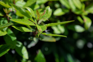 Obraz premium a fluffy seed clings to a green leaf