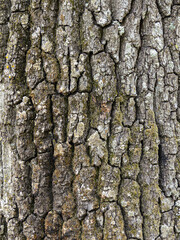 tree bark texture