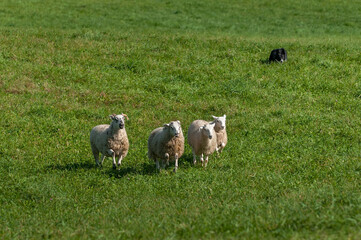 Naklejka na ściany i meble Sheep (Ovis aries) Followed in by Stock Dog