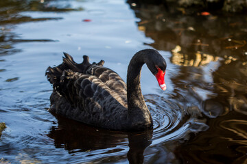 A black swan swimming in a pond