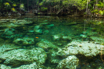 Tropical paradise. View of the emerald color water cenote in the jungle. The transparent water and rocks in the natural pond bed surrounded by rainforest vegetation.