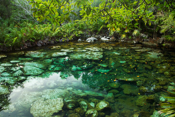  Tropical paradise. Natural texture. Emerald color water cenote in the jungle. Natural lagoon with transparent water and rocks in the bed, surrounded by the rainforest trees foliage.