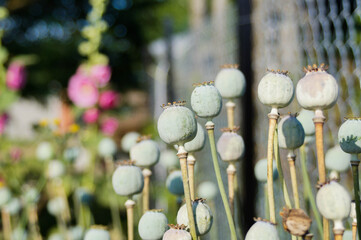 Łąka, Kwiaty, Ogród, Przyroda © Rafal