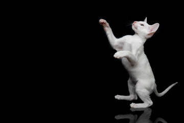 white oriental kitten isolated over black background