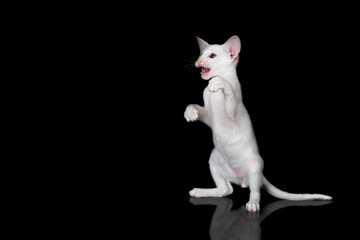 white oriental kitten isolated over black background
