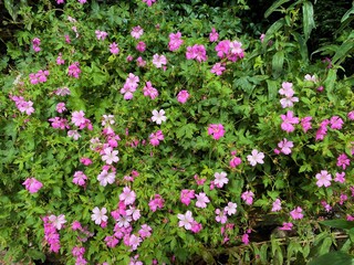 Wild pink flowers, in a hedgerow, near, Skipton, Yorkshire, UK