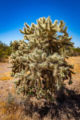 Cholla Cactus along the Apache Trail