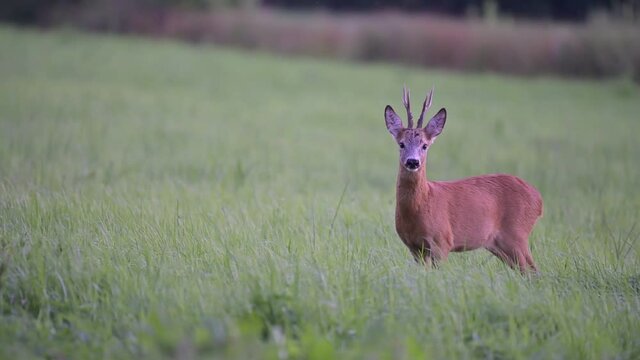 closeup of a roe deer stag barking in the forest glade