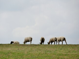 Naklejka na ściany i meble Grasende Schafe auf dem Deich