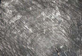 beautiful texture of cut logs for use as background