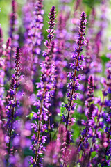 lavender flowers growing under sun close-up beautiful natural background
