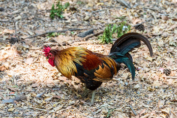 Rooster pecks food on the rural village. Selective focus. 
