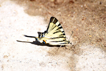 Fototapeta na wymiar Farfalla gialla e nera 