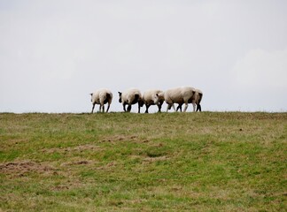 Schafe auf einem Deich in Schleswig-Holstein