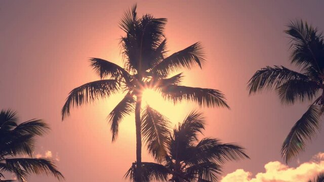 Sunset through top of coconut palm trees at caribbean nature. Vacation summer holidays