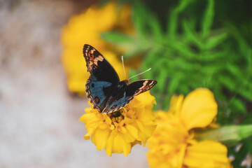 butterfly on yellow flower