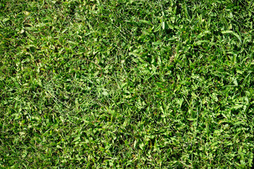 beautiful texture of a well-groomed, neatly trimmed green lawn on a clear sunny day in summer for use as a background