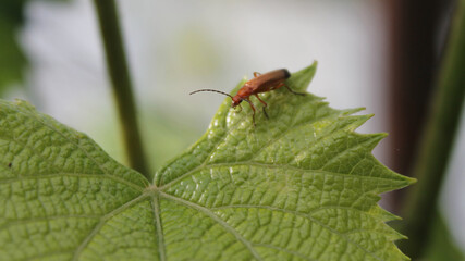 Red Beetle on Vine Leaf