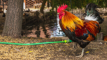 Rooster on a free range poultry farm.