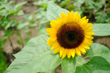 黄色のかわいいヒマワリ【右寄り】