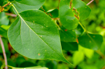Aphid close up on a green leaf. Crop harvests, insecticidal treatment. Damaged plant leaves, devouring. Copy space