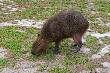 Capybara grazing (Hydrochoerus hydrochaeris)