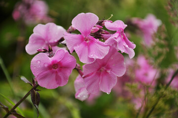 Obraz premium pink flowers of phlox after rain