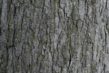 Tree bark background