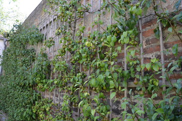 Curly fruits on the park wall