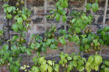 Pears on the park wall