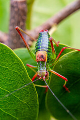 Colorful cricket on the leaf III