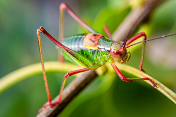 Colorful cricket on the leaf IV
