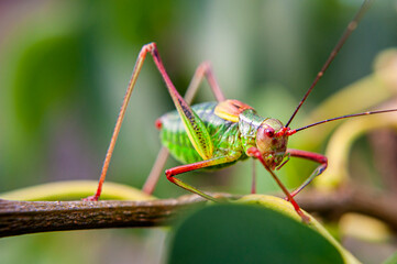 Colorful cricket on the leaf V