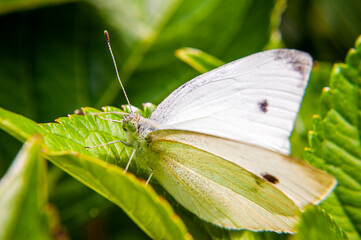 White butterfly with black spots