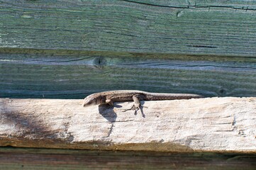 Little lizard crawls on the tree near the house. Close up macro.