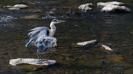 Graureiher lüftet sein Gefieder