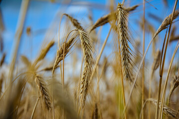Agricultural landscape - beautiful wheat field with golden ears against the blue sky during harvest.