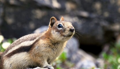 chipmunk on the rock