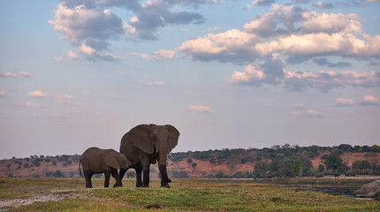 Fototapeta na wymiar Mother elephant suckles her baby.
