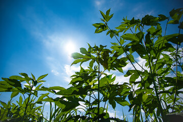 夏空